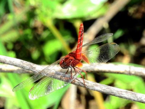 Crocothemis servilia